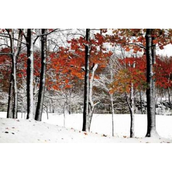 SnowFall Poster Print by Burney Lieberman (12 x 18)