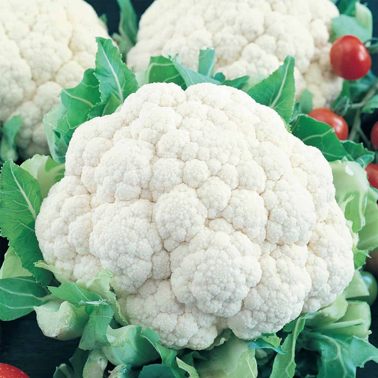 Snowbally Y Improved Cauliflower Seeds: 1 Lb - Vegetable Garden & Microgreens Seed - Bulk, Non-GMO, Chemical Free, Indoor Gardening