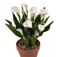 thumbnail image 1 of Snowboard Calla Lily Bulb - 14/16cm Bulb - 1 Bulb, 1 of 4