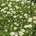thumbnail image 1 of Snowcap Shasta Daisy (Leucanthemum), Dormant Bare Root Starter Perennial Plant (1-Pack), 1 of 3