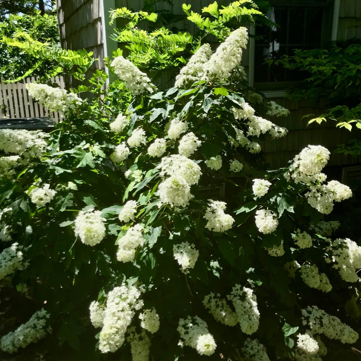 Snowcicle Oakleaf Hydrangea Bush Potted Deciduous Flowering