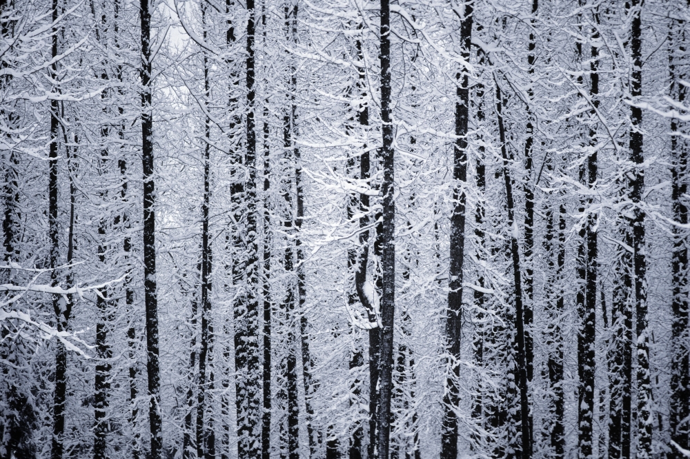 Snowcovered Cottonwood Trees Girdwood Southcentral Alaska Winter Canvas Art - Randy Brandon Design Pics (17 x 11)