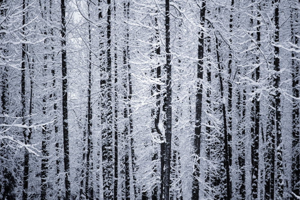 Snowcovered Cottonwood Trees Girdwood Southcentral Alaska Winter Canvas Art - Randy Brandon Design Pics (34 x 22)