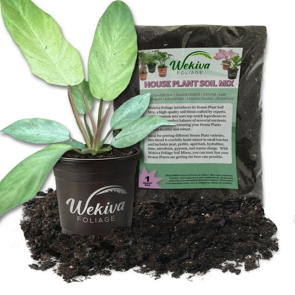 Snowdrift Philodendron and Soil Mix Combo - Live Plant in a 4 Inch Pot with 1 Quart Houseplant Soil Mix - Snowdrift Philodendron with Custom Soil Blend