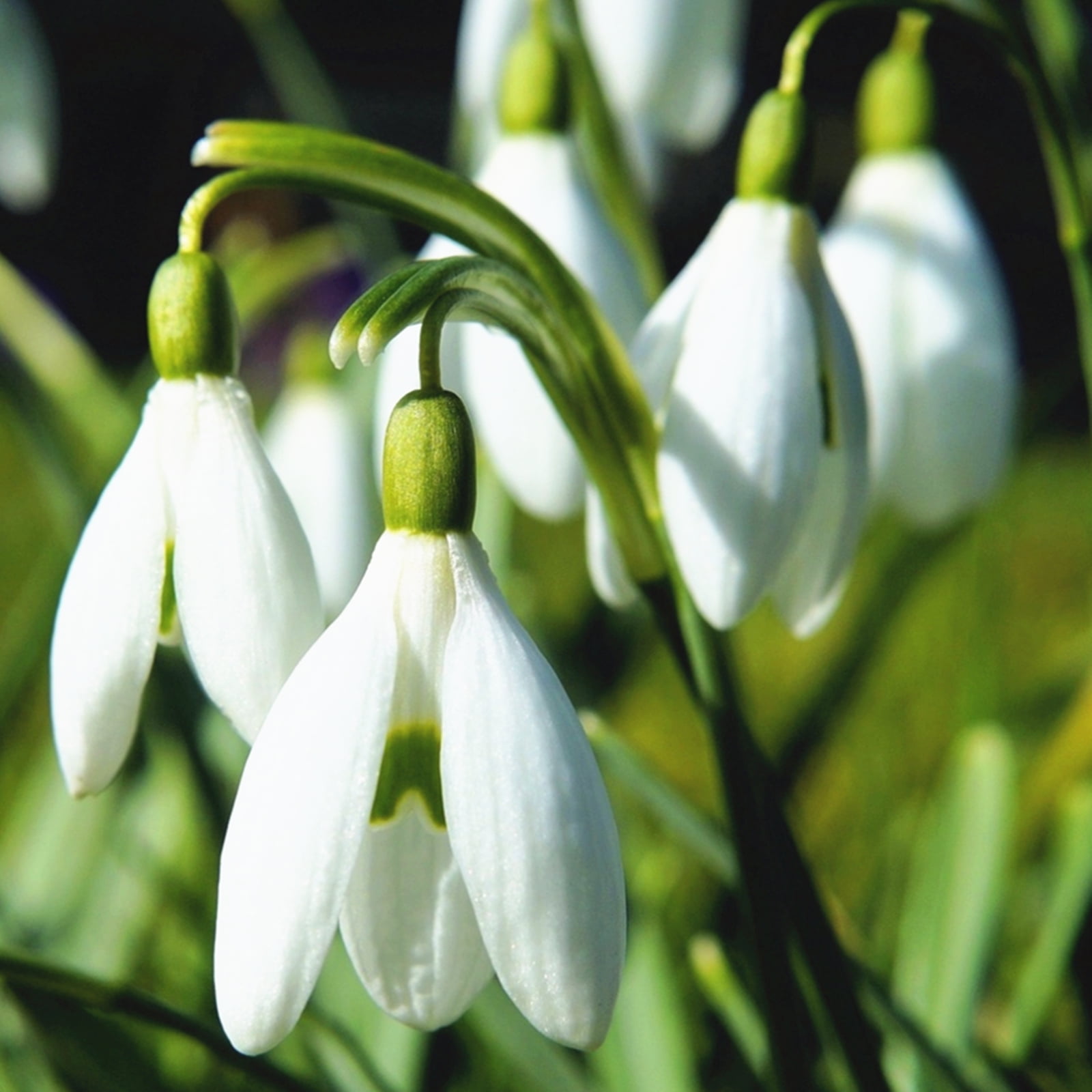 Snowdrop Bulbs，Create A Pure Landscape In Your Garden，Enjoy It In All