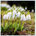 Snowdrop Bulbs For Planting / Perennial / Healthy / Snowdrop Bulbs for