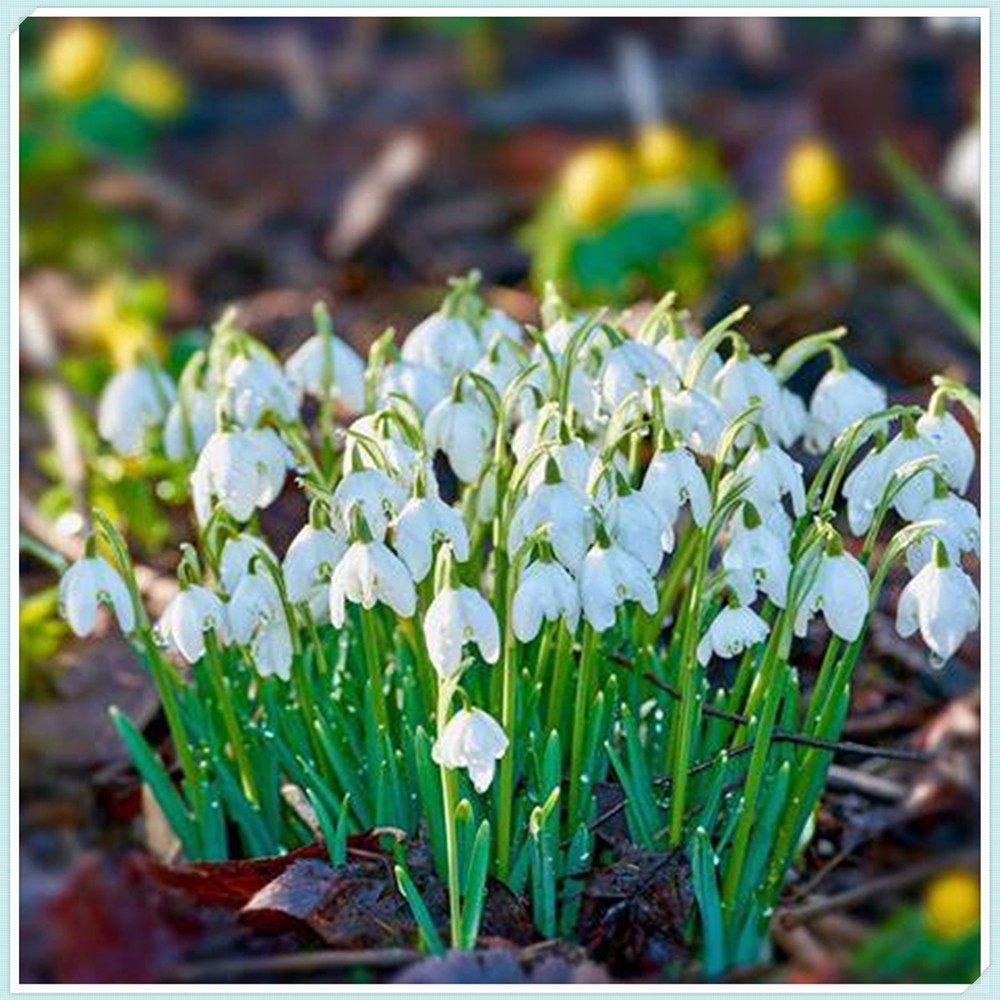 Snowdrop Bulbs/Snowdrop Bulbs for Planting/Perennial/Healthy/Long