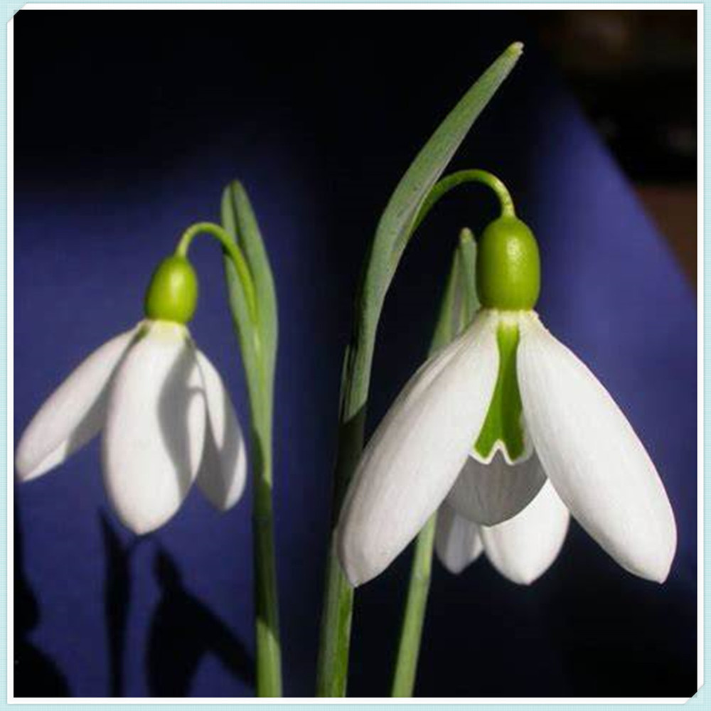Snowdrop Bulbs/Snowdrop Bulbs for Planting/Perennial/Healthy/Long