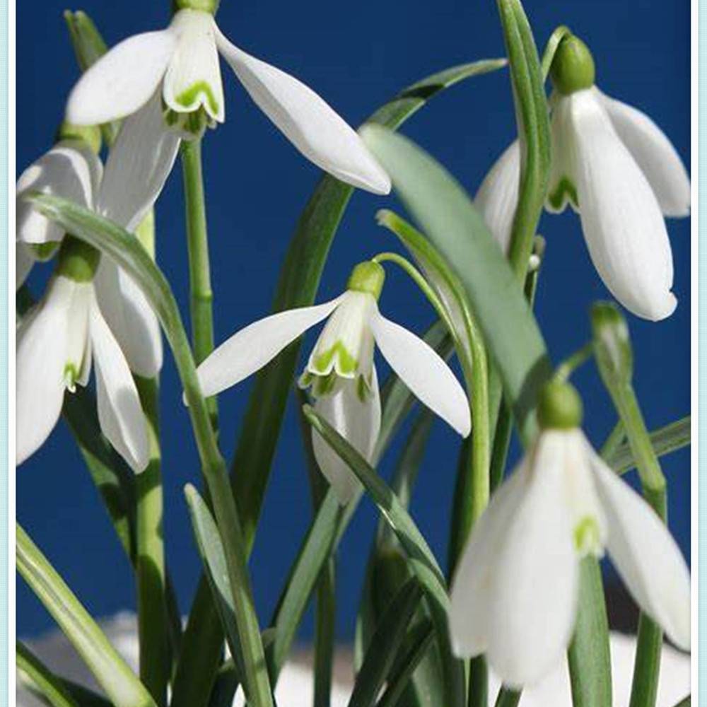 Snowdrop Bulbs/Snowdrop Bulbs for Planting/Perennial/Healthy/Long