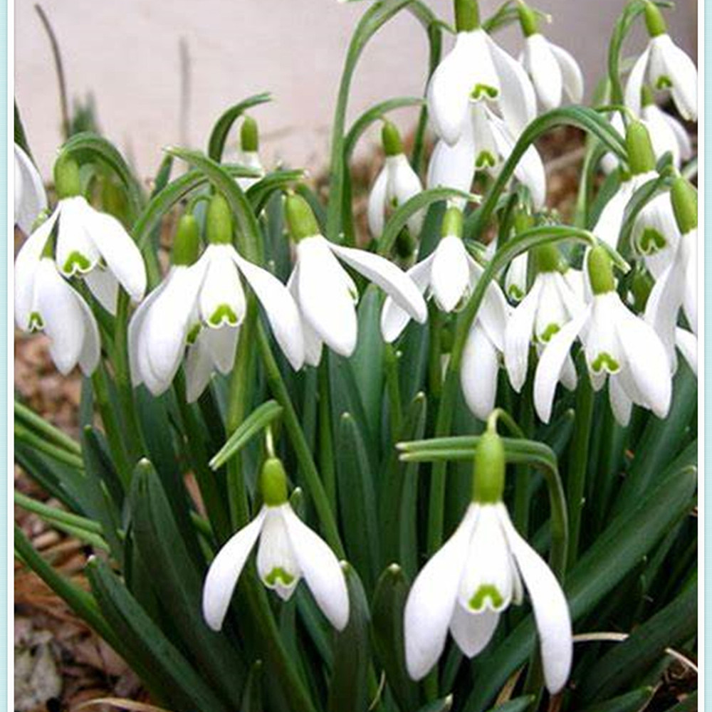 Snowdrop Bulbs/Snowdrop Bulbs for Planting/Perennial/Healthy/Long