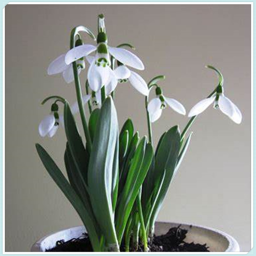 Snowdrop Bulbs/Snowdrop Bulbs for Planting/Perennial/Healthy/Long