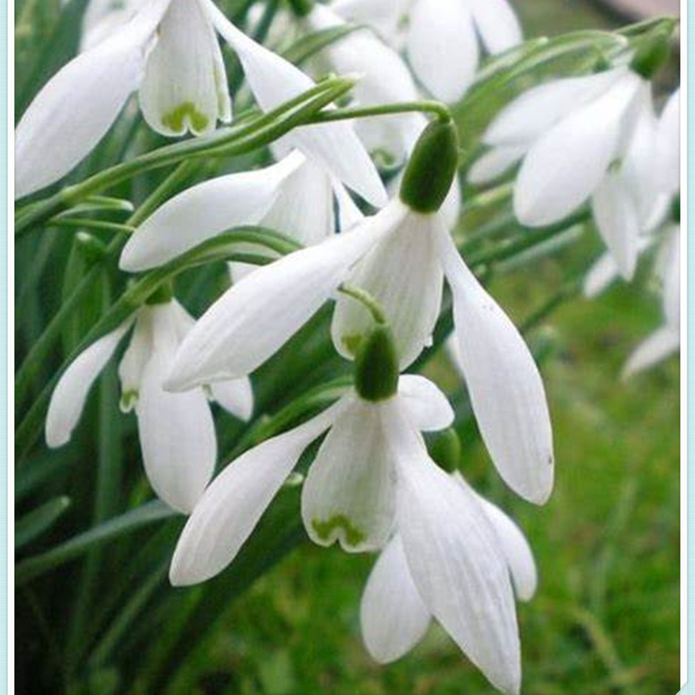 Snowdrop Bulbs/Snowdrop Bulbs for Planting/Perennial/Long Flowering