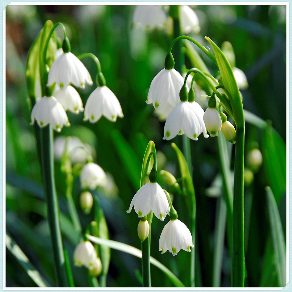 Snowdrop Bulbs/Snowdrop Bulbs for Planting/Perennial/Long Flowering