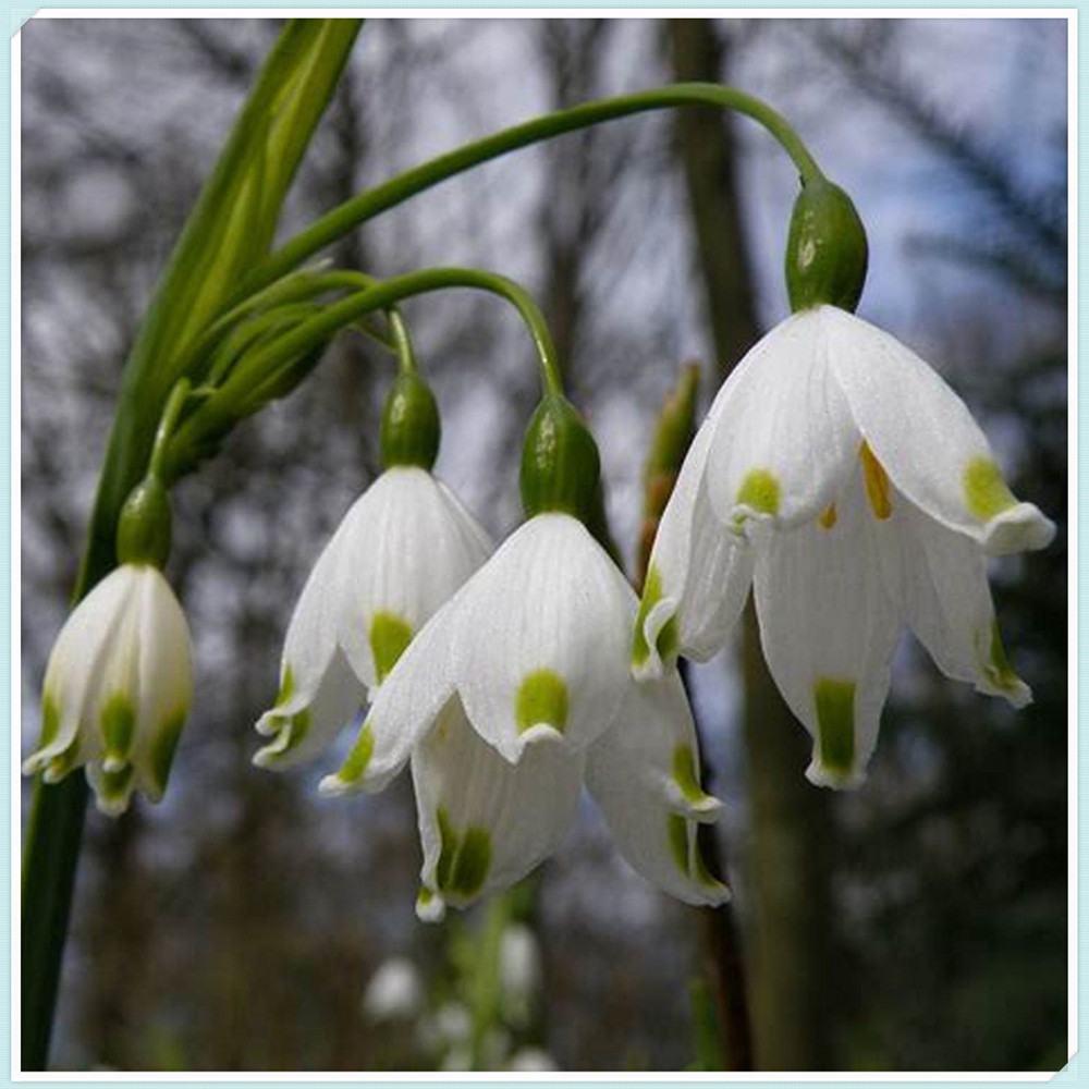 Snowdrop Bulbs/Snowdrop Bulbs for Planting/Perennial/Long Flowering