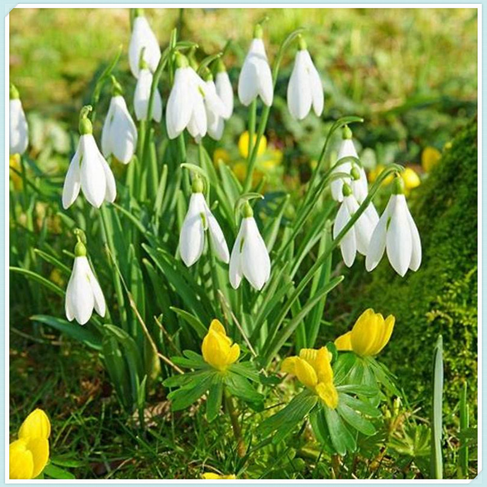 Snowdrop Bulbs/Snowdrop Bulbs for Planting/Perennial/Long Flowering