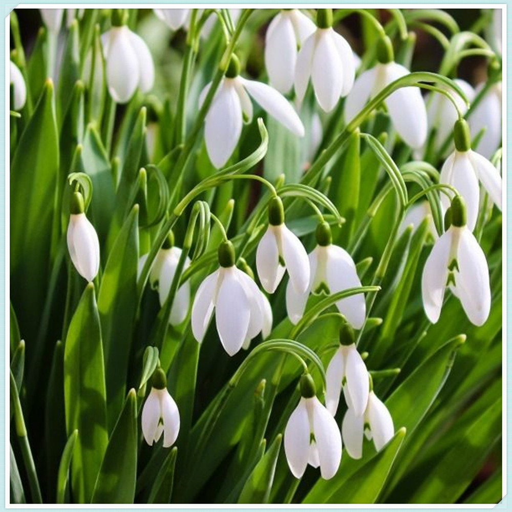 Snowdrop Bulbs/Snowdrop Bulbs for Planting/Perennial/Long Flowering