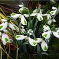 Snowdrop Flower Bulbs, Snow White,Flower Bulbs, Pure,Garden Flowers