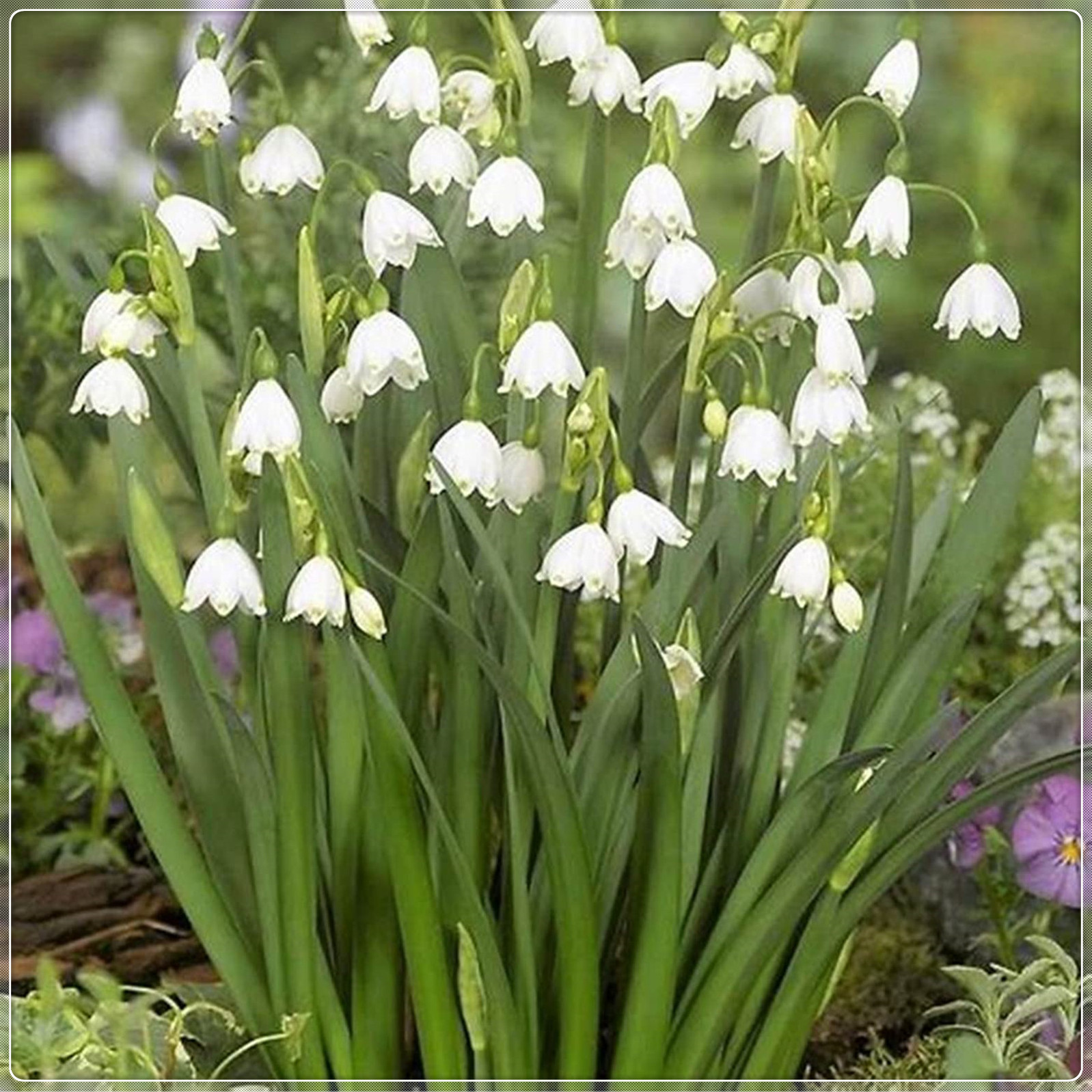 Snowdrop Flower Bulbs, Snow White, Purity, Garden Flowers, Decoration