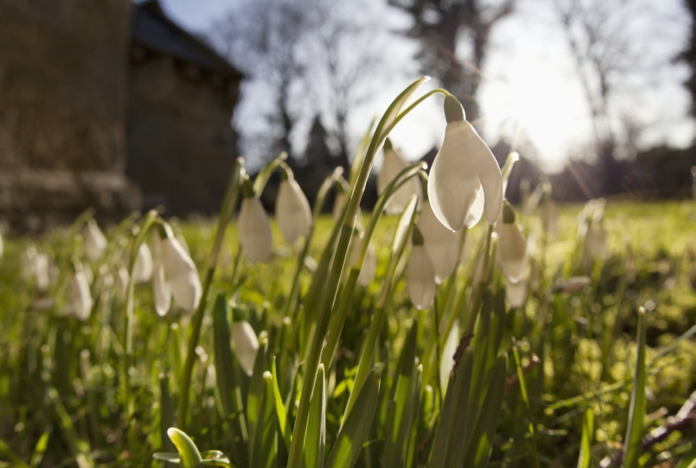 Snowdrop Flowers In The Sunlight Northumberland England Canvas Art - John Short Design Pics (38 x 24)