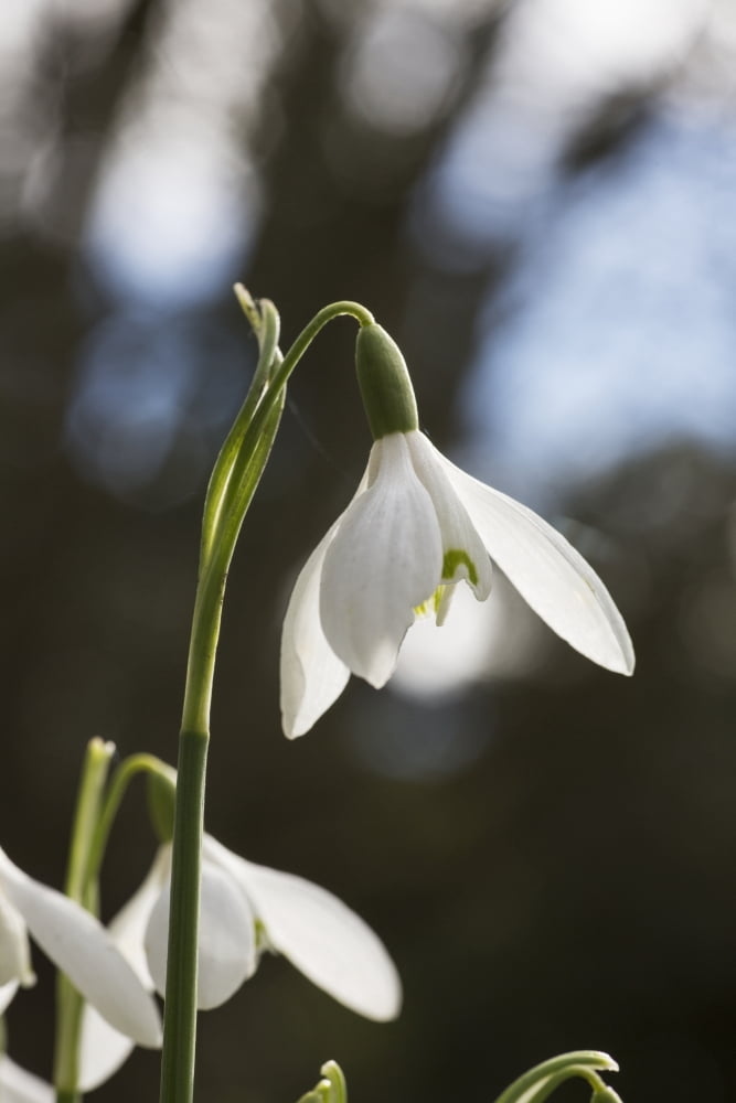 Snowdrop (Galanthus)Northumberland England Canvas Art - John Short Design Pics (24 x 38)