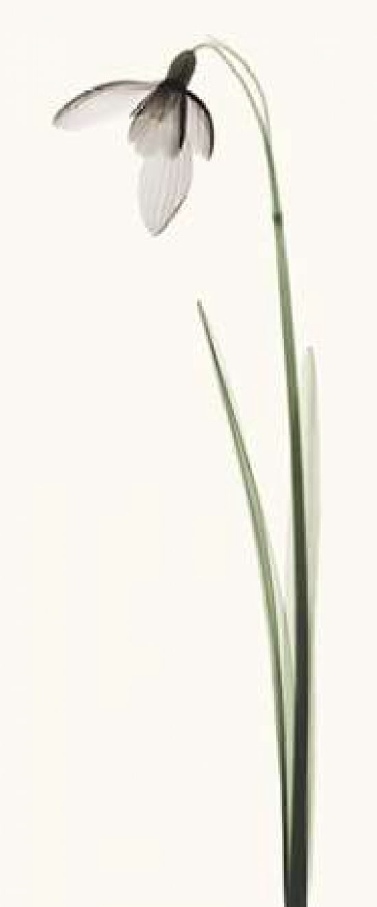 Snowdrop I Canvas Art - Robert Coop (24 x 48)