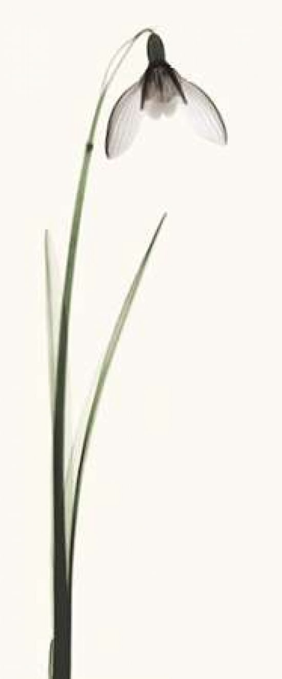 Snowdrop II Canvas Art - Robert Coop (10 x 20)