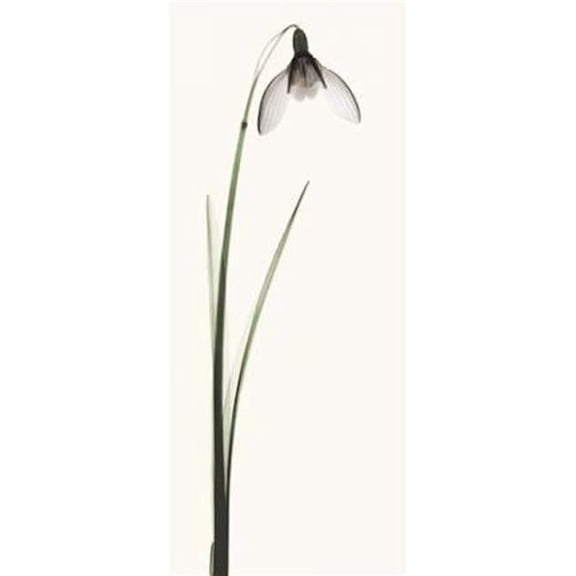 Snowdrop II Poster Print by Robert Coop
