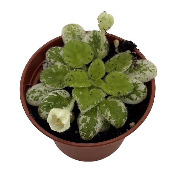Snowdrop Micro Miniature African Violet - 2.5" Pot -Variegated- Collector's Series