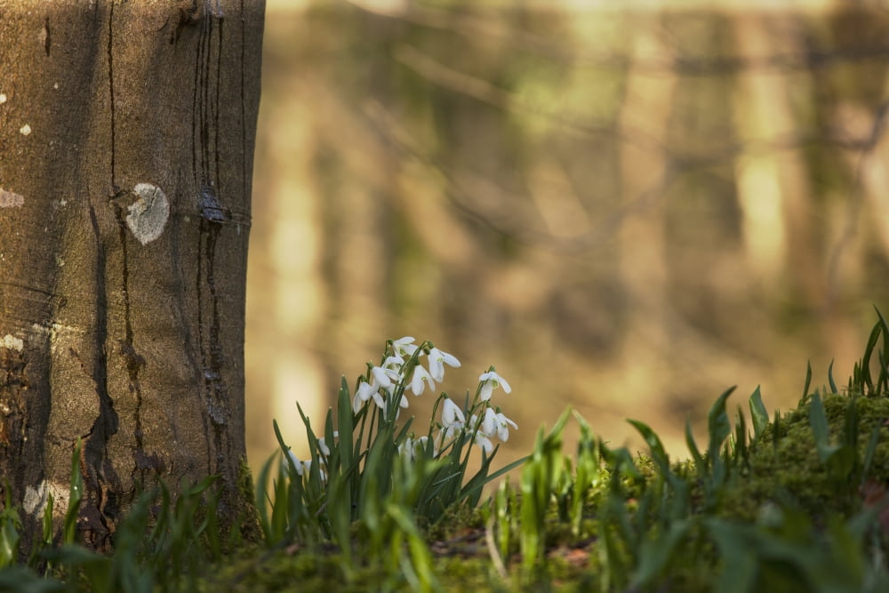 Snowdrops (Galanthus) Blossoming At The Base Of A Tree Gatehouse Of Fleet Dumfries Scotland Canvas Art - John Short  Design Pics (38 x 24)