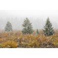 thumbnail image 1 of Snowfall On Meadow, Banff National Park, Alberta Poster Print (18 x 12), 1 of 4
