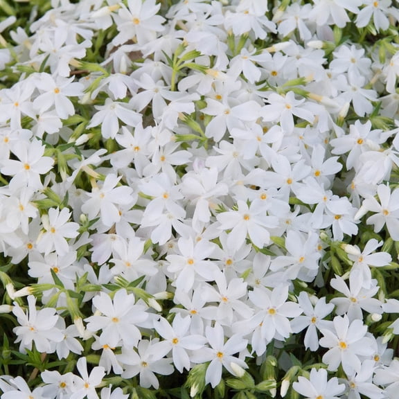 Snowflake Creeping Phlox, Flowering Groundcover Potted Perennial Plant, grown in a 2.50 quart pot, 1 plant per offer