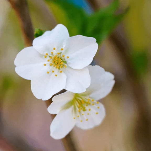Snowgoose Flowering Cherry Live Plant, Dormant Tree, Flowering Cherry Tree for Outdoor Garden, 2.5 Inches Pot
