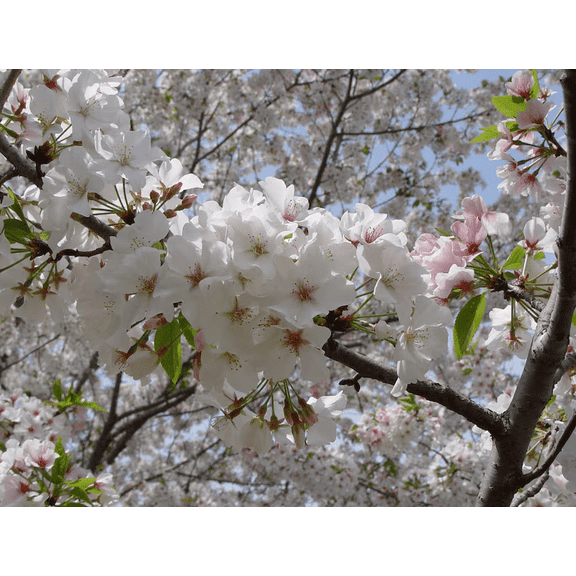 Snowgoose Flowering Cherry Tree Live for Planting, Flowering Japanese Ornamental Garden Plant Flower Perennial Prunus Flowers 6 to 12 Inch Tall in a 2.5 Inch Pot