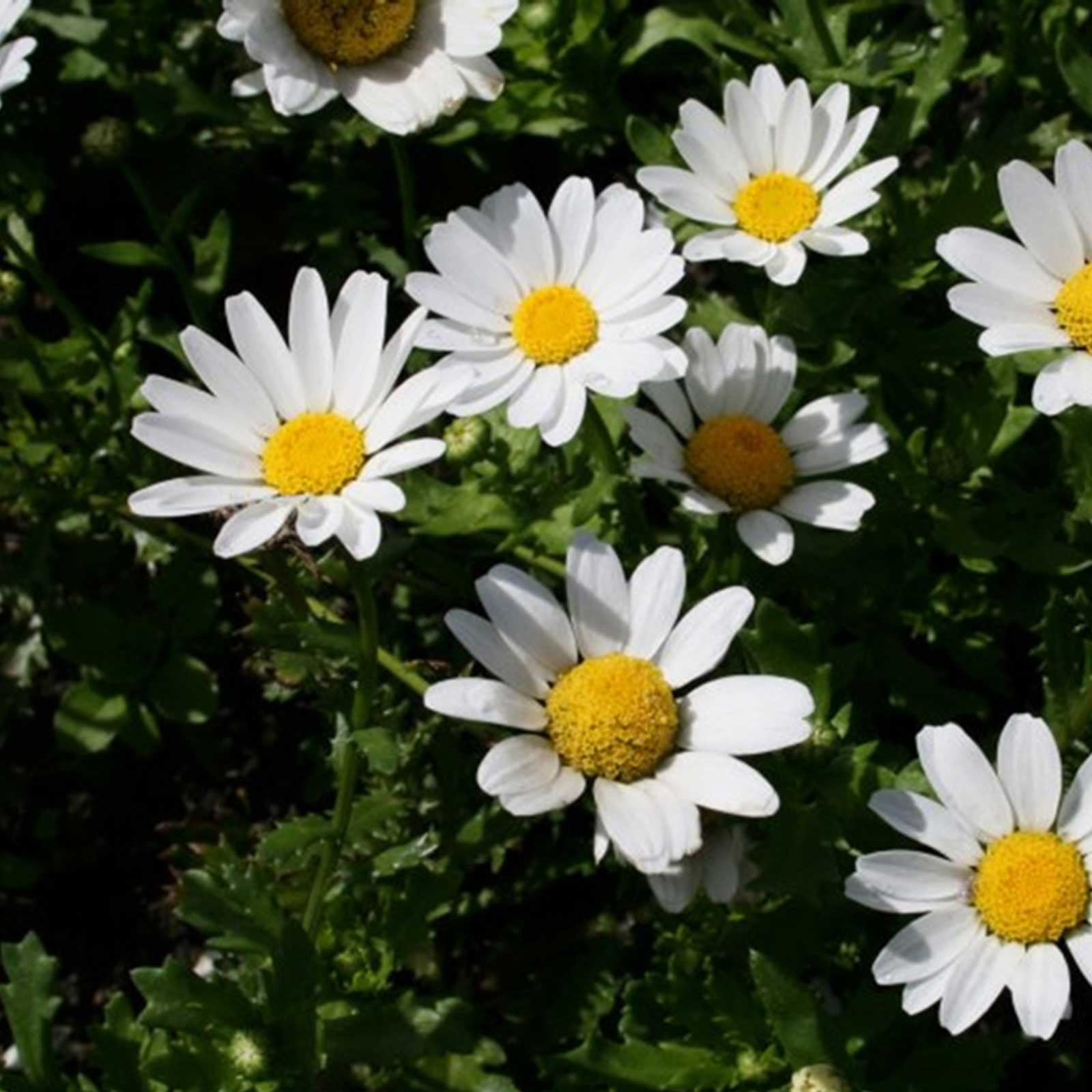 Snowland Leucanthemum Seeds - 1000 Seeds - Annual Flower Gardening Seeds - Leucanthemum paludosum