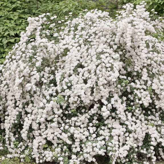 Direct Gardening Snowmound Spirea Deciduous Flowering Shrub, grown in a 3 Gallon Pot