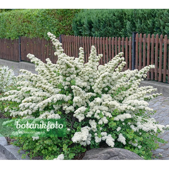 RedCrocus Snowmound Spirea, Deciduous Shrub with White Spring Blooms, Ideal for Borders & Containers, Low Maintenance Garden Plant  3 Gallon