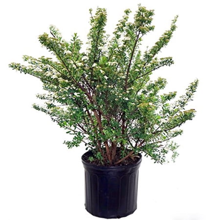 Snowmound Spirea