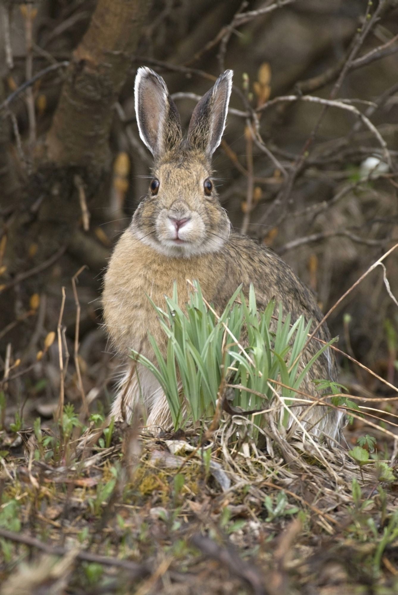 Snowshoe Hare Sits Next To New Growth Grass In Denali National Park And Preserve Interior Alaska Spring Canvas Art - Kenneth Whitten Design Pics (12 x 19)