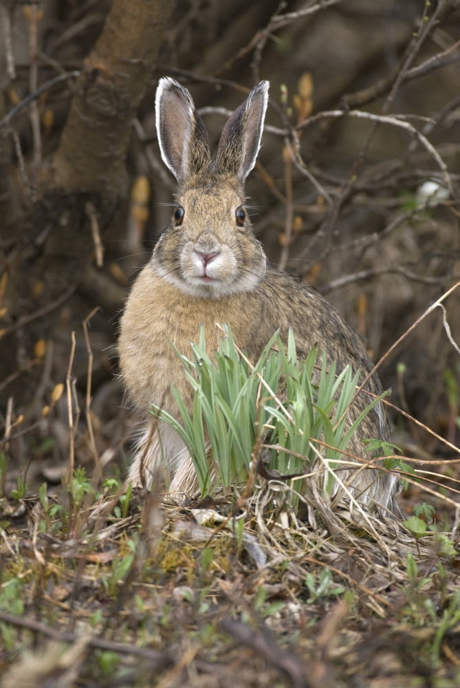 Snowshoe Hare Sits Next To New Growth Grass In Denali National Park And Preserve Interior Alaska Spring Canvas Art - Kenneth Whitten Design Pics (24 x 38)