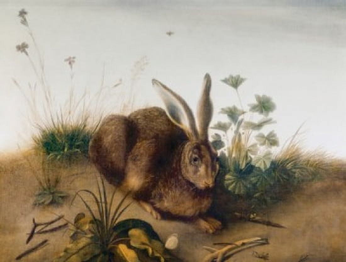 Snowshoe Hare by John James Audubon (1785-1851) Canvas Art - John James Audubon (18 x 24)