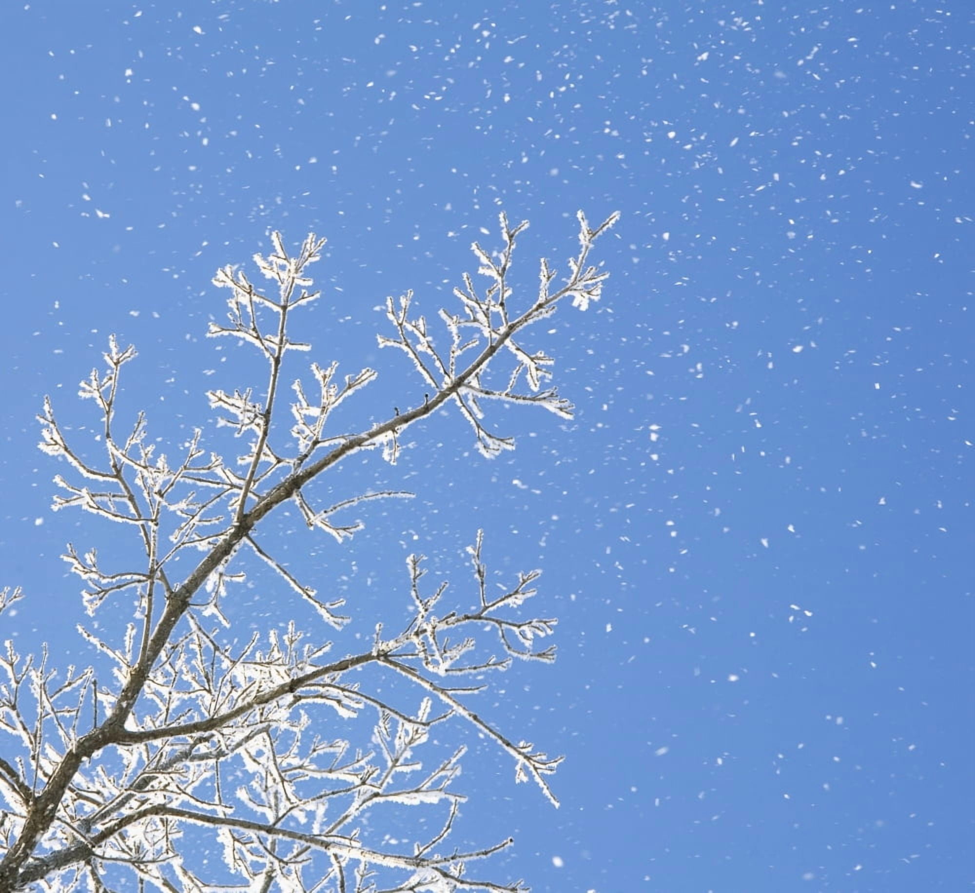 Snowy Day Canvas Art - Chris and Kate Knorr Design Pics (15 x 14)