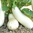 thumbnail image 1 of Snowy Eggplant Seeds - 1 Oz ~6500 Seeds - Non-GMO, Heirloom - Vegetable Garden - Solanum melongena, 1 of 1