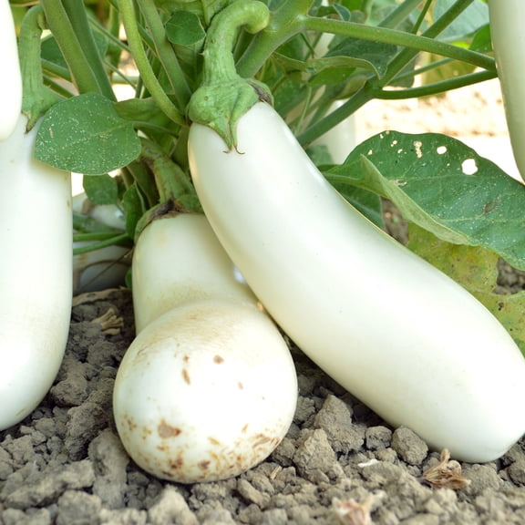 Snowy Eggplant Seeds - 2 g Packet ~450 Seeds - Non-GMO, Heirloom - Vegetable Garden - Solanum melongena