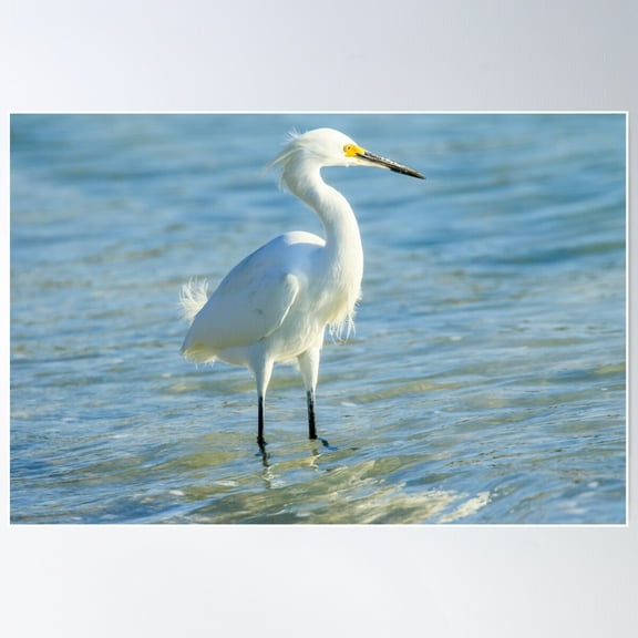 Snowy Egret At Ocean Poster Wall Art, Modern Wall Decor For Living Room Bedroom, 12x18 UNFRAMED