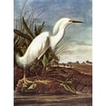 thumbnail image 1 of Snowy Egret - Audobon - CANVAS or PRINT WALL ART, 1 of 1