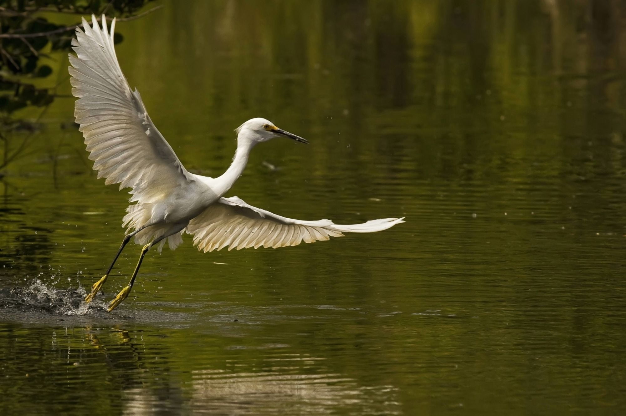 Snowy Egret Fishing In Florida Canvas Art - Robert Postma Design Pics (34 x 22)