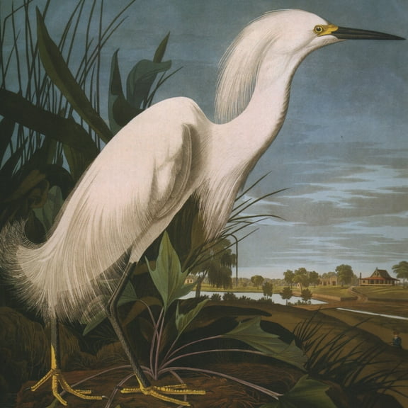 Snowy Egret, James Audubon 1000-Piece Puzzle