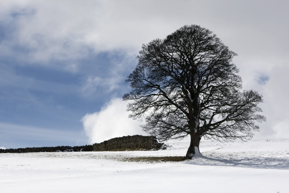 Snowy Field And Tree Canvas Art - John Short Design Pics (17 x 11)