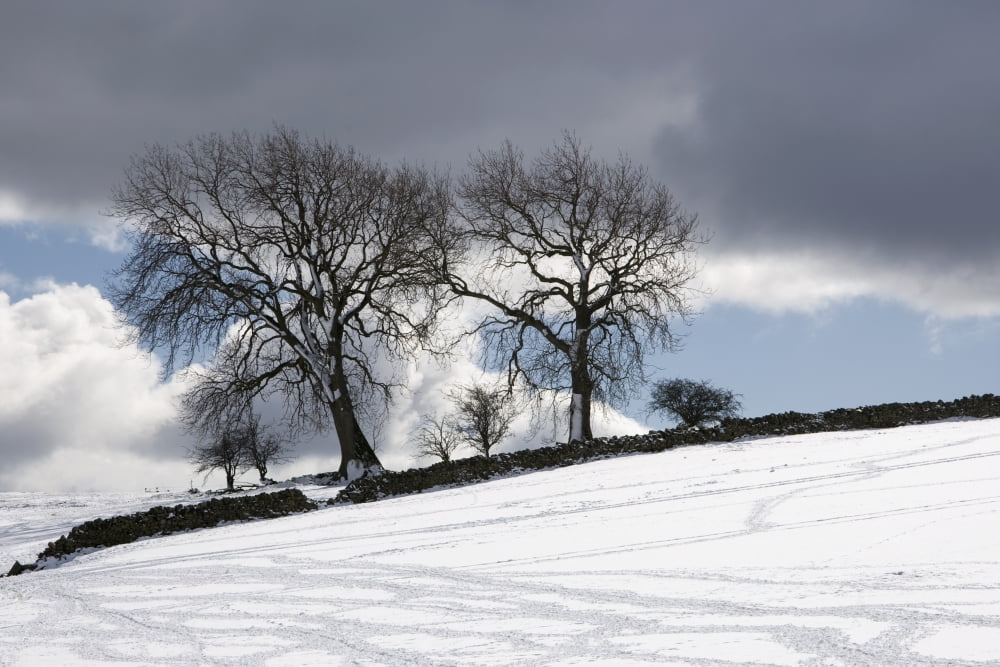 Snowy Field Weardale County Durham England Canvas Art - John Short Design Pics (34 x 22)