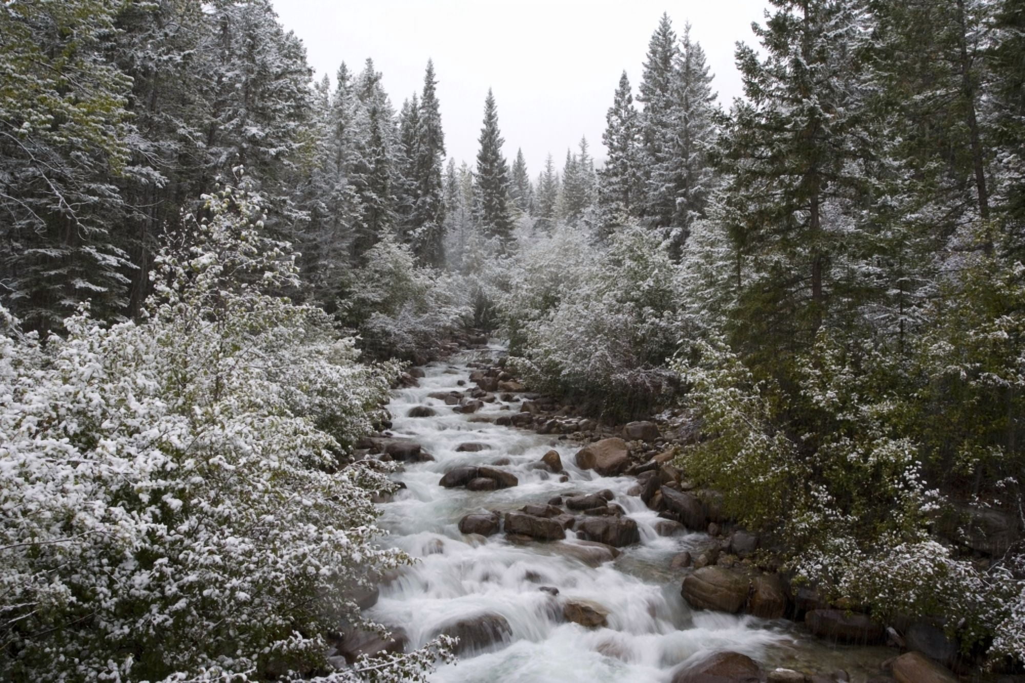 Snowy Foliage Along Stream In Autumn Banff Alberta Canada Canvas Art - Peter Van Rhijn Design Pics (17 x 11)